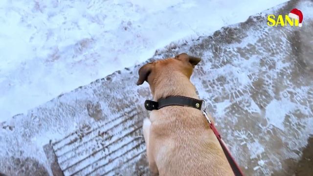 Новые 24 часа с новорожденными котятами и нашими домашними животными / SANI Vlog