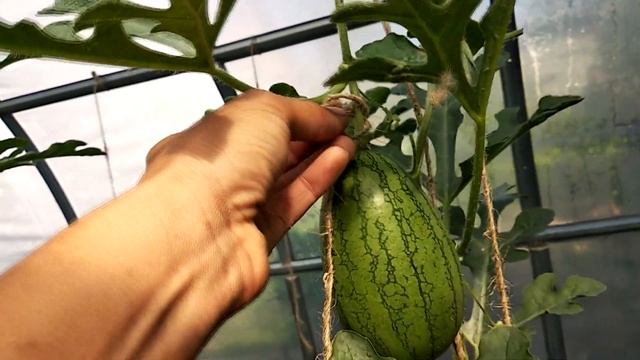 Как подвязать арбуз в теплице? смотреть онлайн