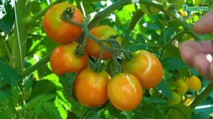 Простые правила чтобы избежать растрескивания томатов.