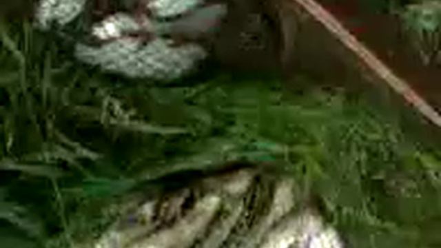 Рибалка -Чернигов Десна смотреть онлайн