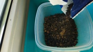 Как пересадить кактус. Пересаживаем кактус Эхинокактус Грузони. Echinocactus Grusonii