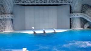 МОСКВАРИУМ -Касатки! ПРЫЖКИ+ТРЮКИ! АШ СТРАШНО!? ОЧЕНЬ КРУТО! Смотреть Всем!?   ?????