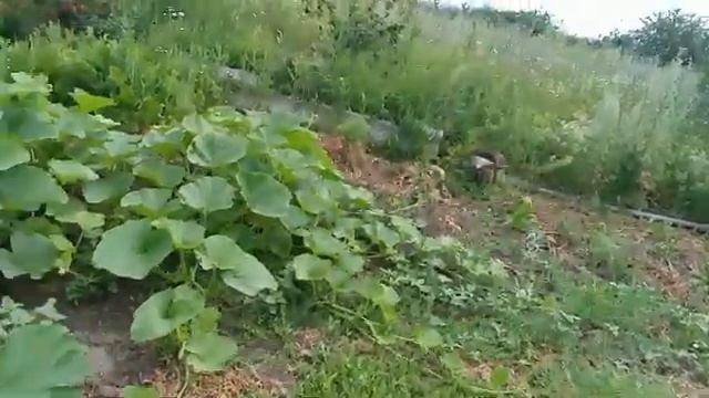 Июль/ Жара на даче/ А мы на огороде копаем картошку,собираем малину/Garden in the country смотреть онлайн