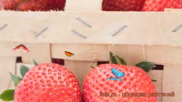 Земляника садовая Фейт (fragaria faith) ? земляника Фейт обзор: как сажать рассада земляники Фейт смотреть онлайн