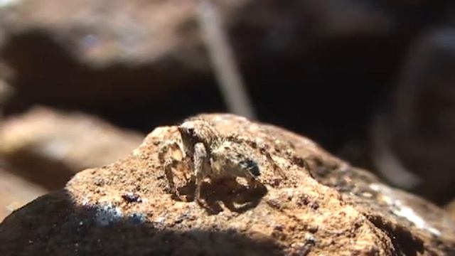 Asianellus festivus (view of jumping spiders) and ant - Паук-скакун и муравей смотреть онлайн