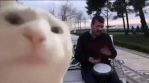 Cat dancing with bongo guy sings song Meme Template