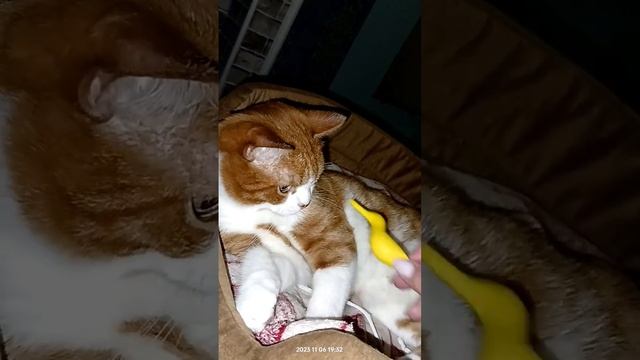 Юки не понравился гусь из шарика