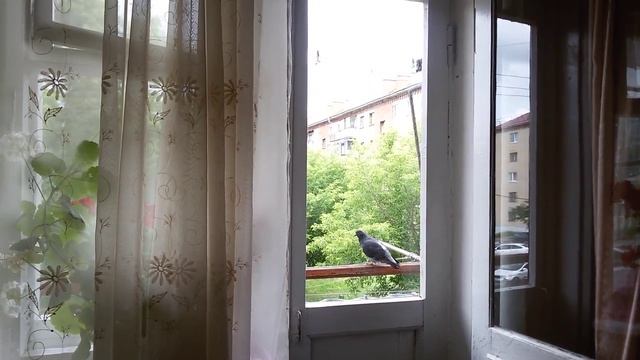 Голубь бьётся в окно смотреть онлайн