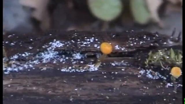 Зимние опята на том же месте Грибы смотреть онлайн