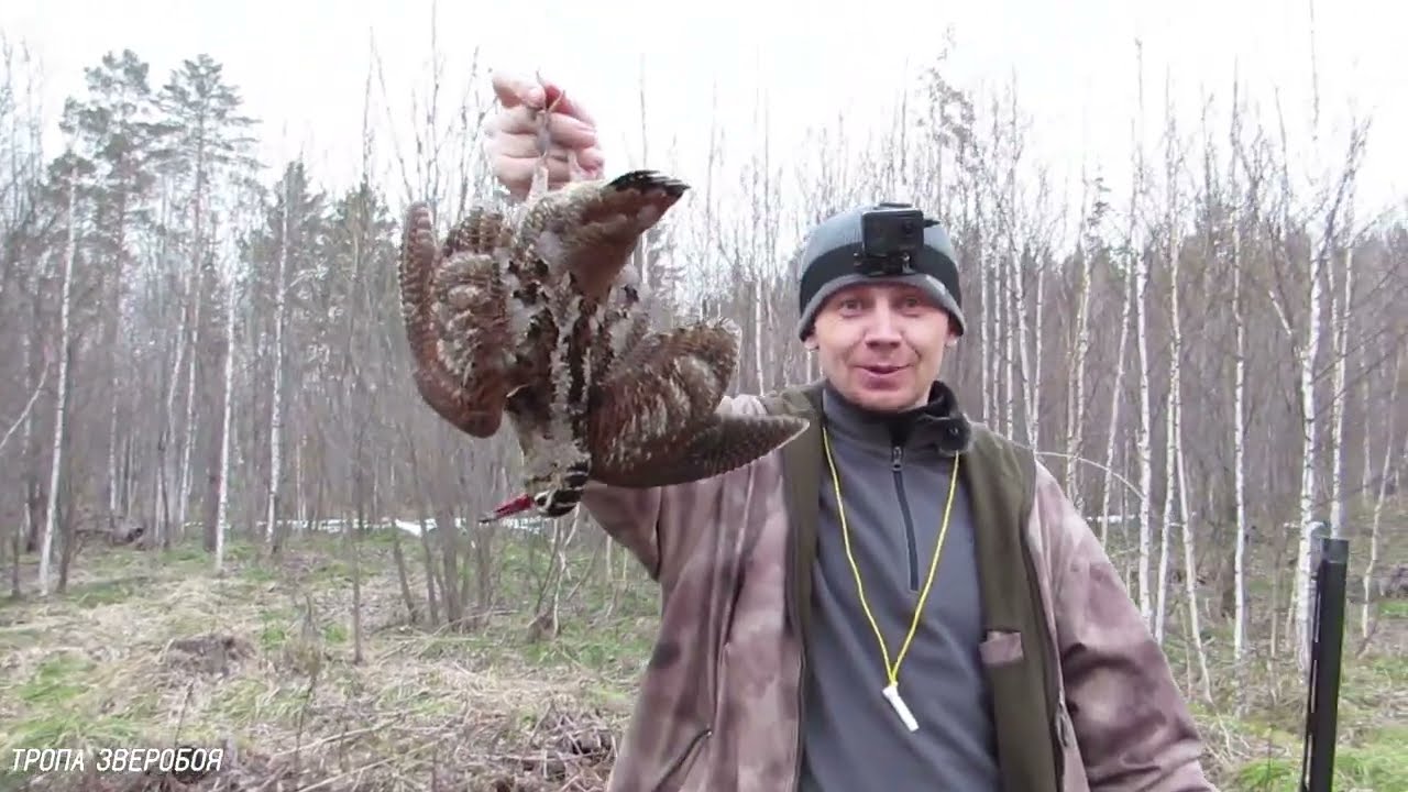 Весенняя охота на вальдшнепа. Дрессируем рябчика смотреть онлайн