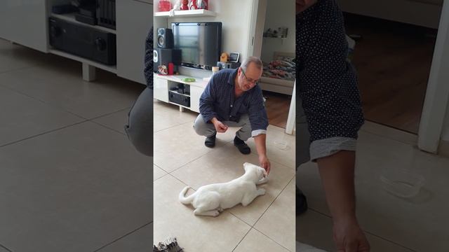 Луна занимается с папой. Разучивает команды стоять, сидеть! смотреть онлайн