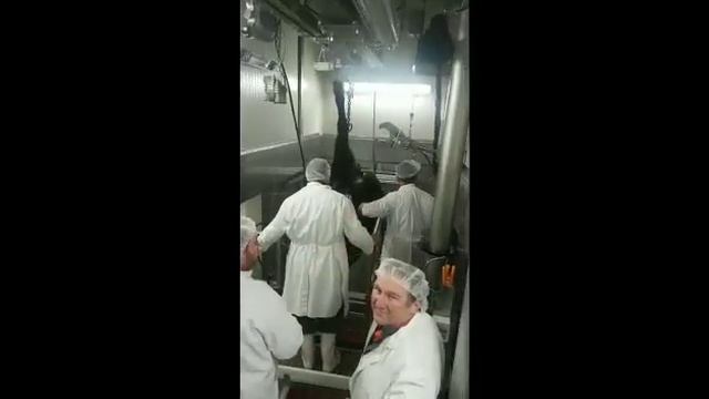 переработка крс ! модули под ключ +77017110775 ватцап смотреть онлайн