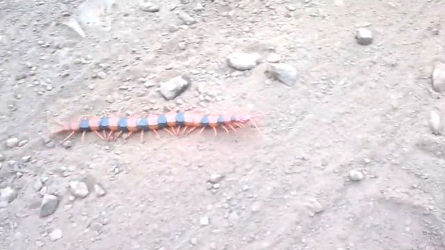 Индия, Гоа, горная дорога, Сколапендра. смотреть онлайн