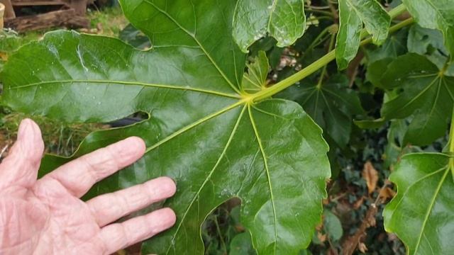 Fatsia Japonica Garden Plants