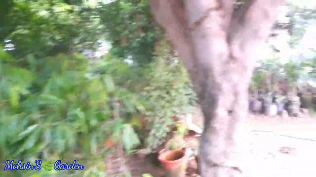 Lush green nursery visit in local area | Plant names with prices | Mohsin'S Garden смотреть онлайн