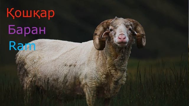 Үй жануарлары. Домашние животные. Pets. Голоса домашних животных. смотреть онлайн