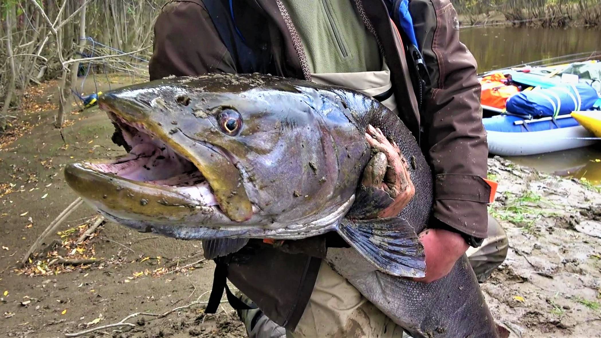 НА УДУ ЗА ТРОФЕЙНЫМ ТАЙМЕНЕМ, рыбалка на тайменя на горной реке. Сплав по таежной реке смотреть онлайн