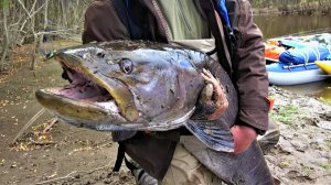НА УДУ ЗА ТРОФЕЙНЫМ ТАЙМЕНЕМ, рыбалка на тайменя на горной реке. Сплав по таежной реке