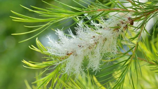 Спинорный спектр Эфирное масло чайного деревав Исцеляющие звуки смотреть онлайн