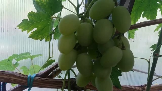 Калининградский виноград. Надёжный.