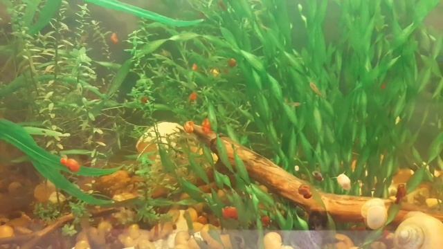 Продажа Ампулярий|как я продаю Ампулярий|в чем выгода|