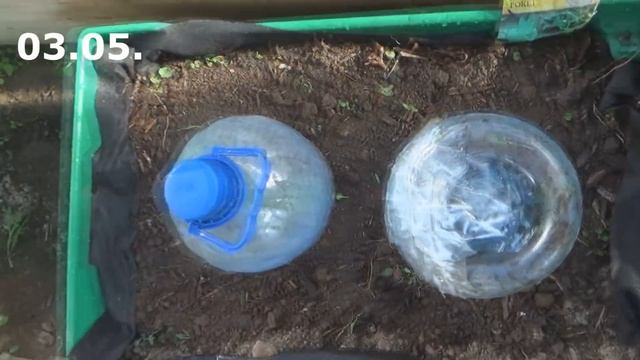 Выращивание кабачков в мобильных грядках смотреть онлайн