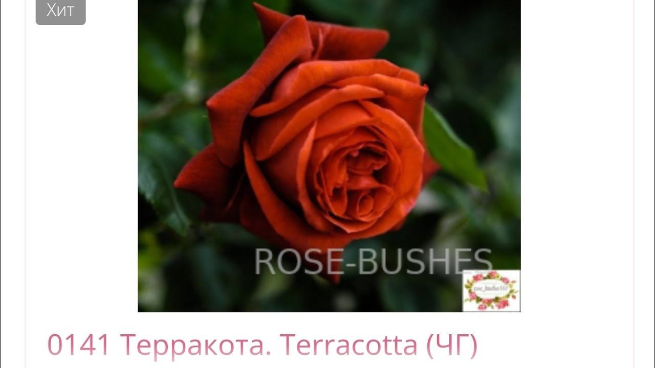 Терракота Terracotta чайно-гибридная роза питомника саженцев роз rosebushes.ru с доставкой по России смотреть онлайн
