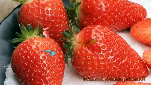 Земляника садовая Альба (fragaria ananassa alba) ? Альба обзор: как сажать, рассада земляники Альба смотреть онлайн