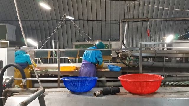 Рыбоперерабатывающая компания на Камчатке смотреть онлайн