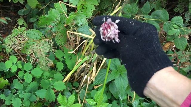 Собираем семена чеснока смотреть онлайн