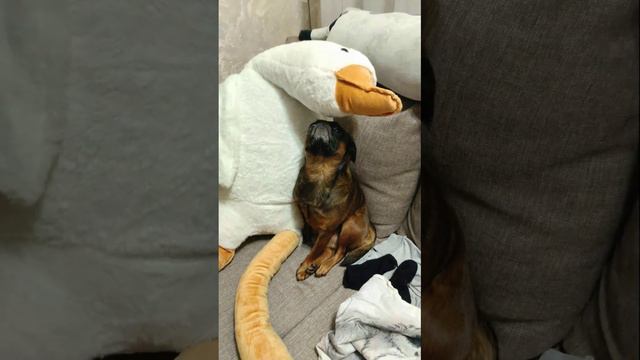 Собака пти-брабансон и плюшевый гусь трогательная пара!