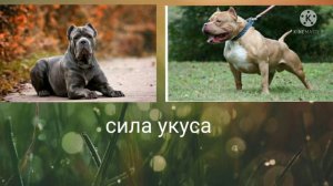 Кане Корсо против американского питбуля