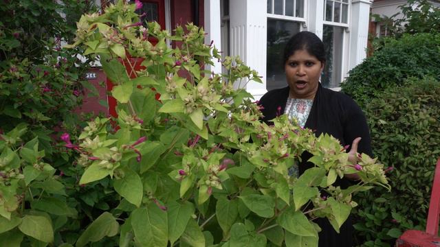 அந்தி மந்தாரை ||EVENING FLOWER ||MIRABILIS JALAPA ||MEDICINAL PLANT ||KAYAL FROM UK смотреть онлайн