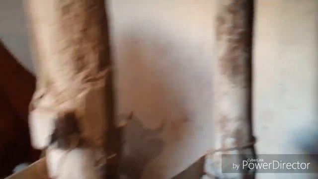 Вы пейте кофе, Я пока для Вас подою коров! Смотри внимательно!