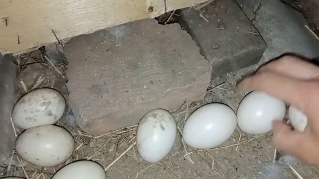 Что же мне делать? Другого выхода у меня нет. Овоскопирование яиц под 2-ой уточкой смотреть онлайн