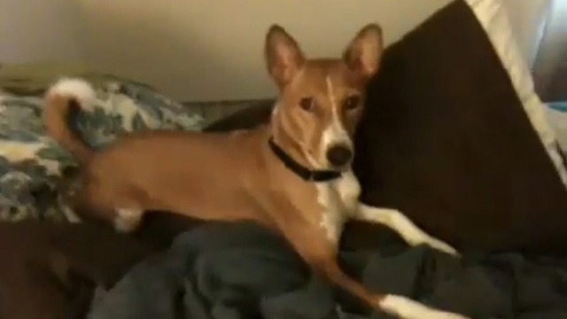 Шило в попе смотреть онлайн