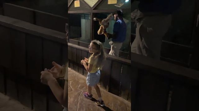 Обзор Emirates Park Zoo в Абу-Даби смотреть онлайн