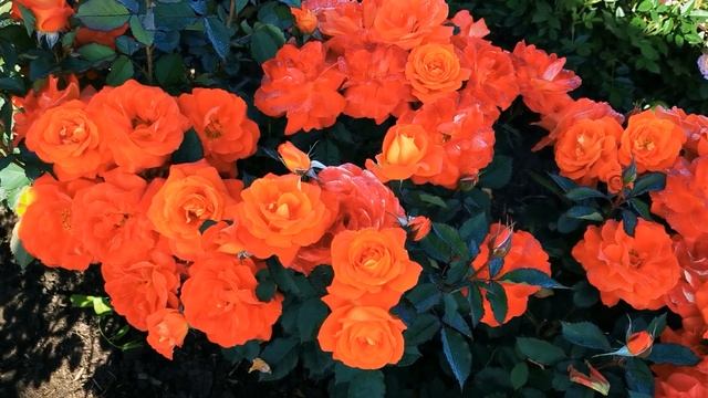 Роза Супер Трупер.   Super Trouper.