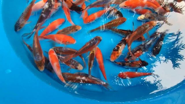 Карп Кои от японских производителей 8-12см смотреть онлайн