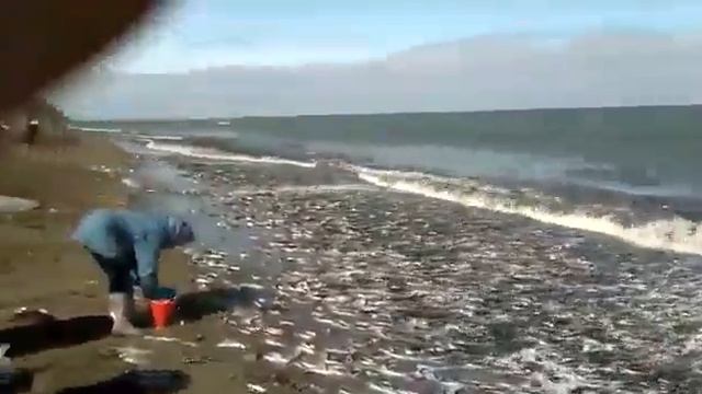 Ловля рыбы сачком очуметь смотреть онлайн