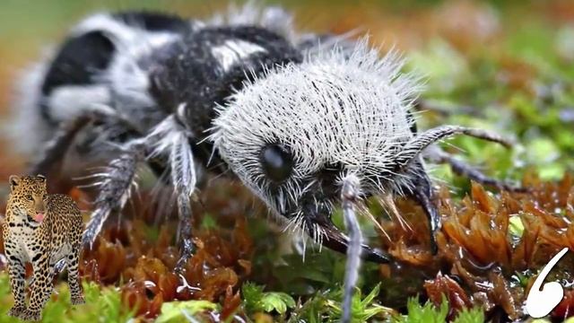 10 САМЫХ РЕДКИХ И НЕОБЫЧНЫХ ЖИВОТНЫХ МИРА смотреть онлайн