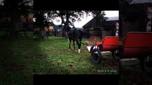 Цыганские лошади