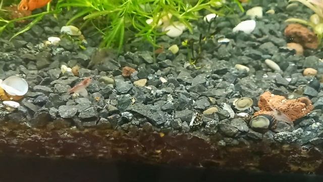 Theodoxus Размножение и содержание