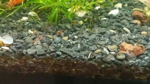 Theodoxus Размножение и содержание