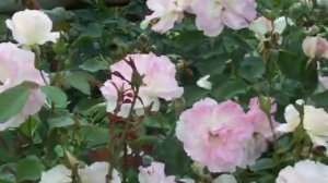 Rose Charles Anzavour