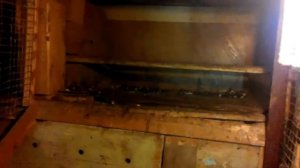 Почему куры гадят в гнезда?