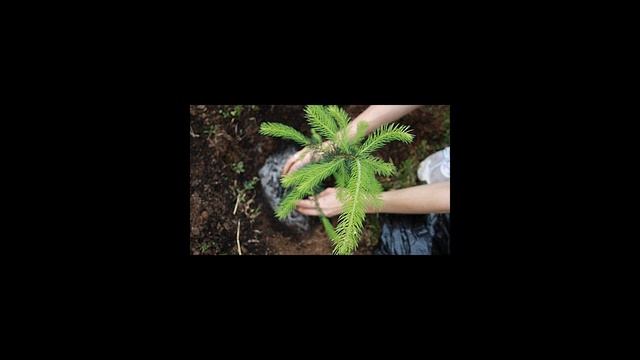 Как посадить ель на участке смотреть онлайн