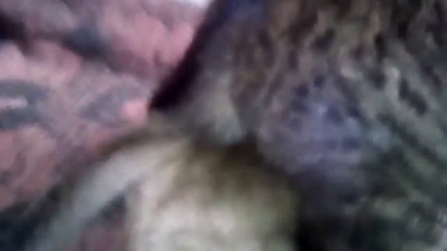 Научне спаруваня котів. смотреть онлайн