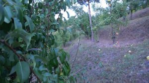 Груша ИЗЮМИНКА КРЫМА