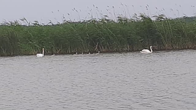 НА РЫБАЛКЕ ВСТРЕТИЛ СЕМЬЮ БЕЛЫХ ЛЕБЕДЕЙ /ДИКИЕ ЛЕБЕДИ/БЕЛЫЙ ЛЕБЕДЬ/ СЕРГИЕВСКИЙ РАЙОН, САМАРСКОЙ ОБЛ смотреть онлайн